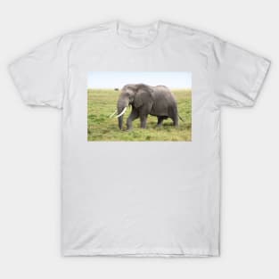 Bull Elephant Following the Herd, Amboseli, Kenya T-Shirt